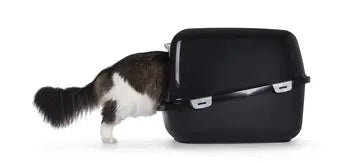 Maine-Coon-Katze betritt eine geschlossene PeeWee-Katzentoilette Holzstreu Katze – zufrieden in der PeeWee-Toilette