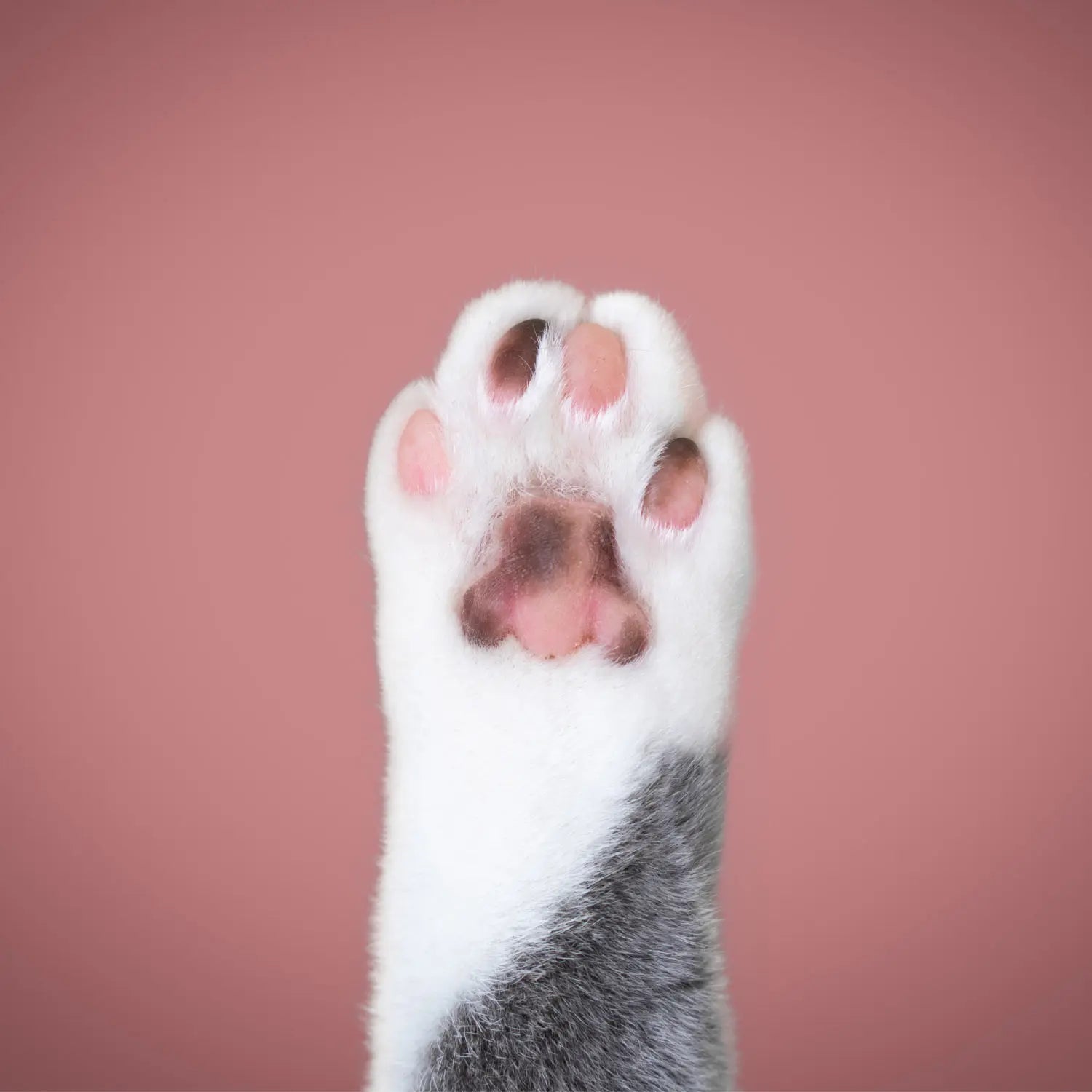 Weiße Katzenpfote auf rosa Hintergrund – Zeichen für hygienisch saubere und antibakterielle Wirkung von PeeWee Katzenstreu