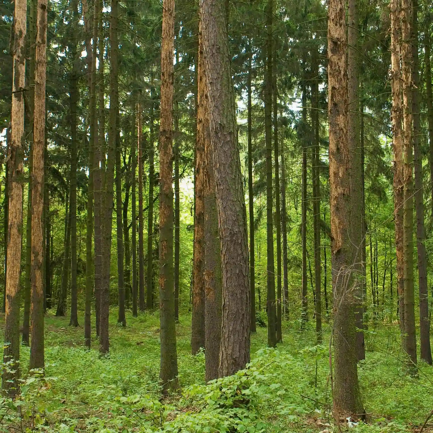 Grüner Fichtenwald mit hohen Bäumen und Sonnenlicht – Symbol für nachhaltige Holzquelle von PeeWee Katzenstreu
