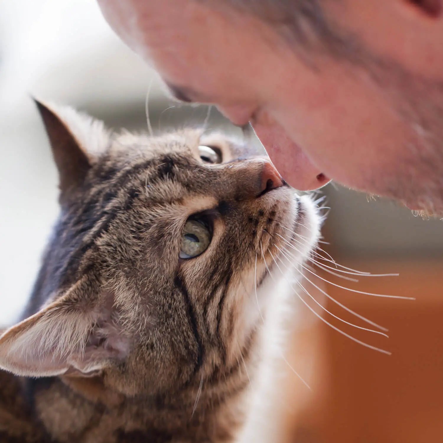 Getigerte Katze berührt mit ihrer Nase das Gesicht eines Menschen – Symbol für die enge Bindung zwischen Katze und Halter