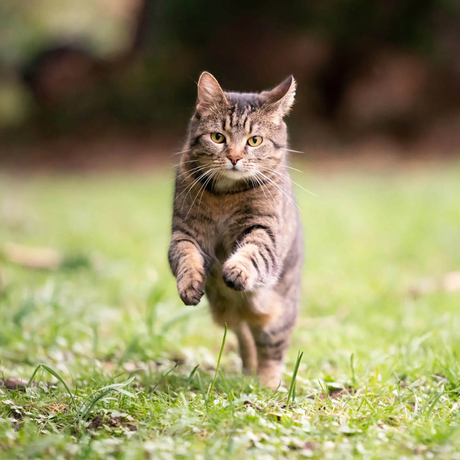 Getigerte Katze springt mit ausgestreckten Pfoten durch grünes Gras – Zeichen für Aktivität und Wohlbefinden