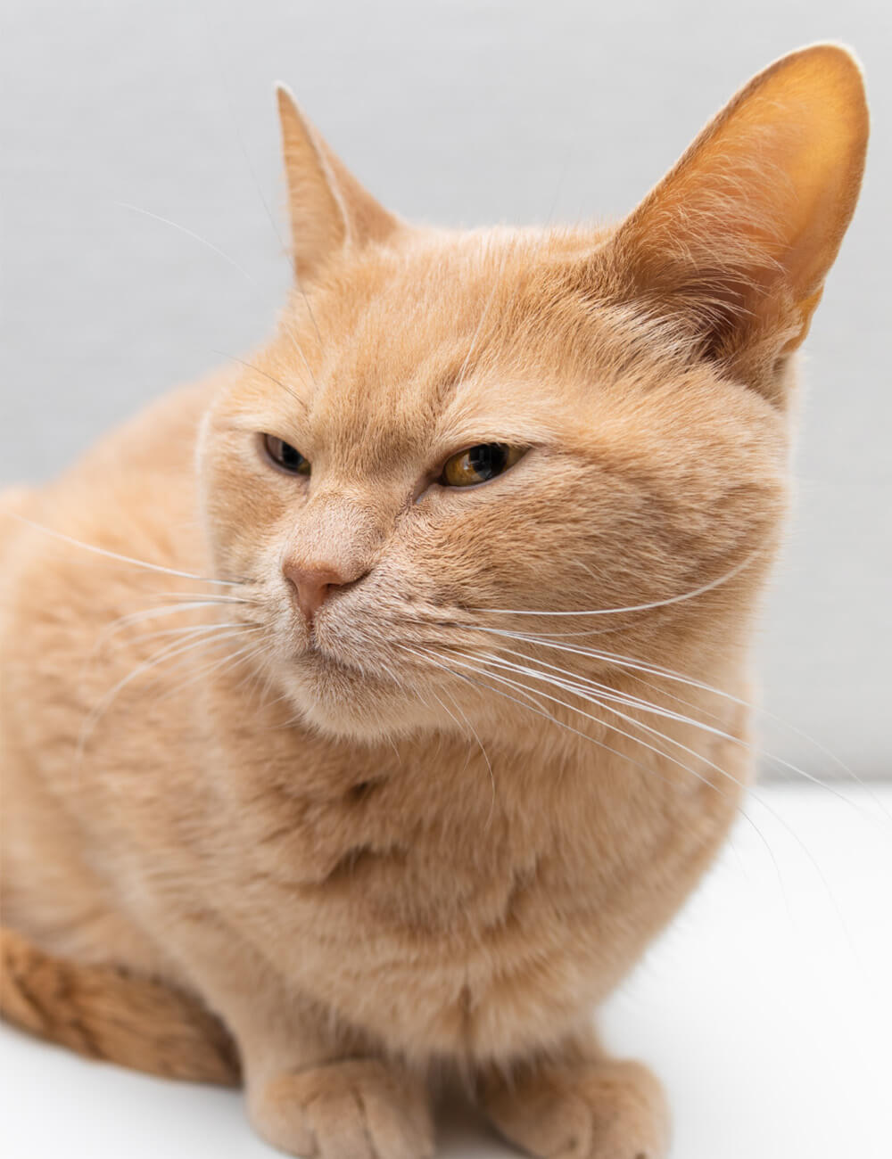 Rote Katze schaut nachdenklich, symbolisiert Komfort und Zufriedenheit mit PeeWee Katzenstreu